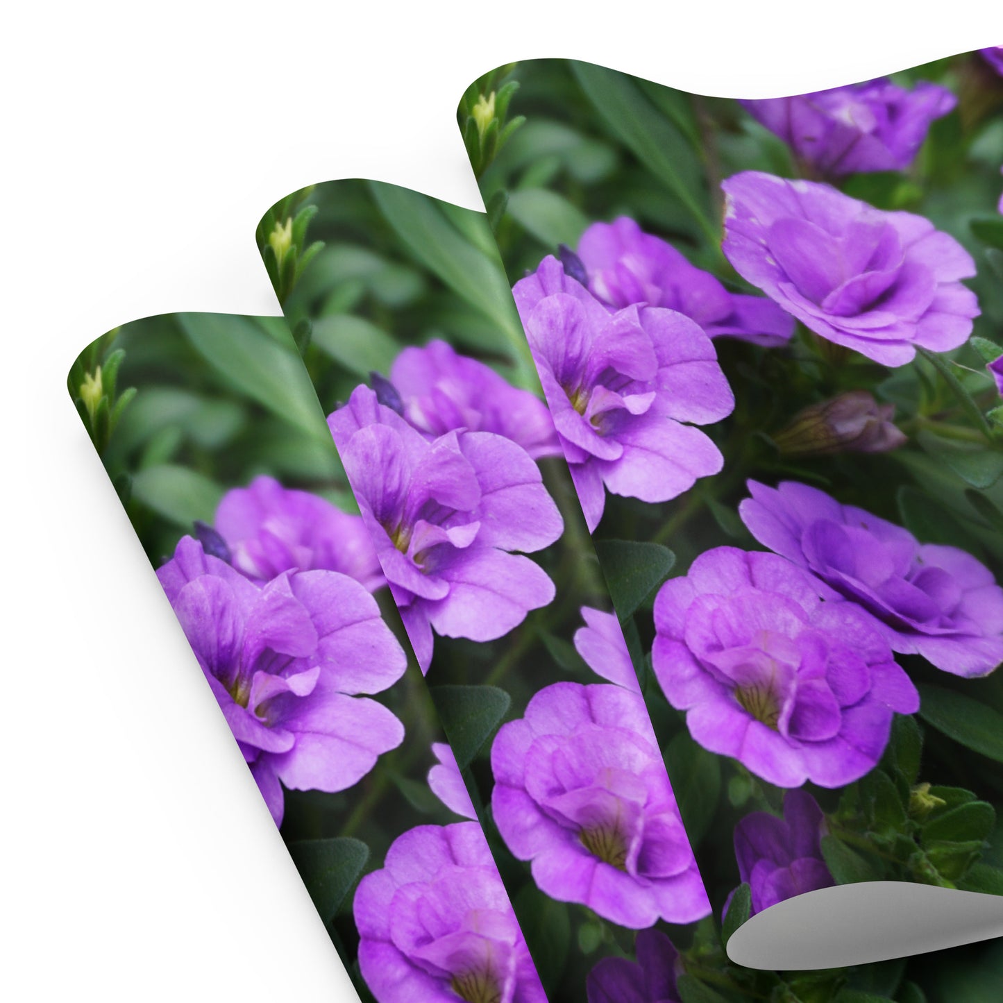 Purple Petunias Wrapping paper sheets