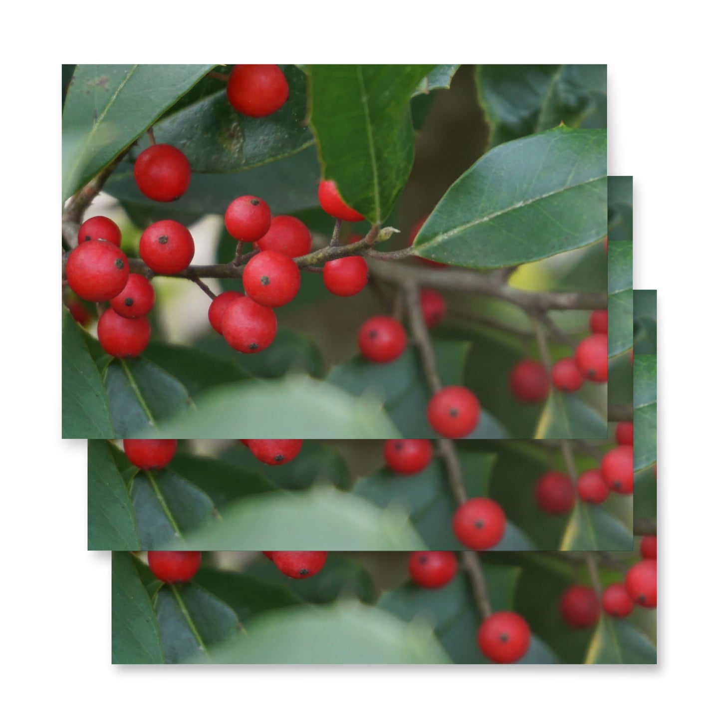 Holly Berries Wrapping paper sheets