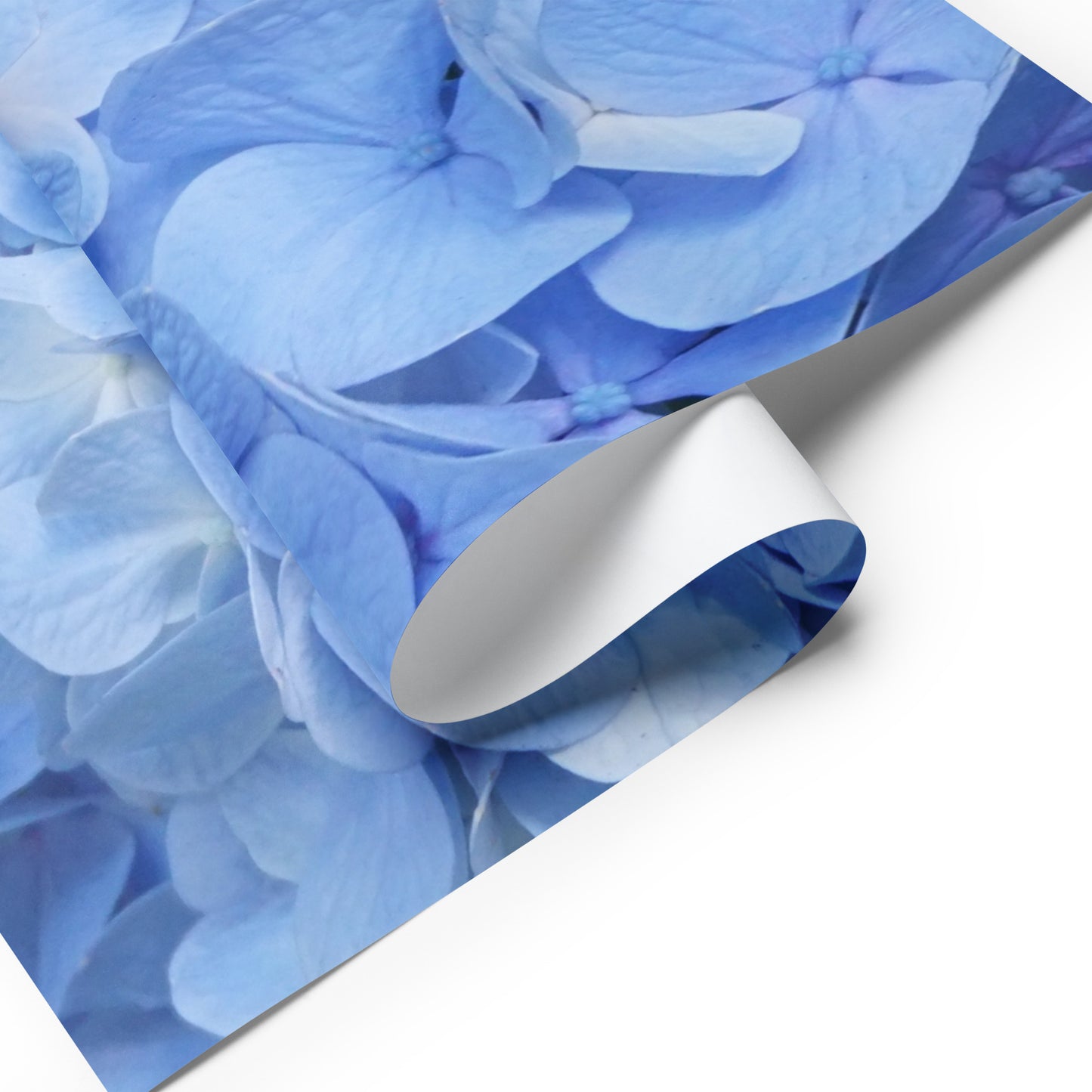 Blue Hydrangea Wrapping paper sheets