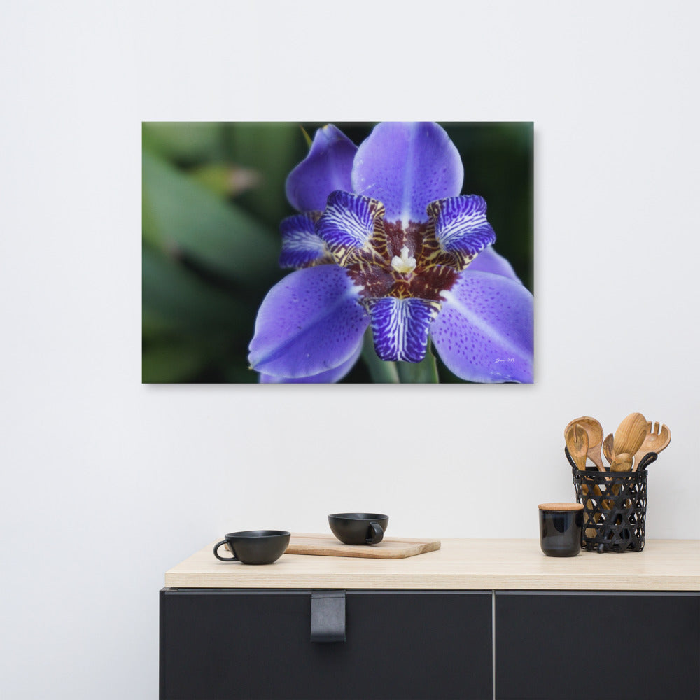 Purple Brazilian Iris Canvas 24x34
