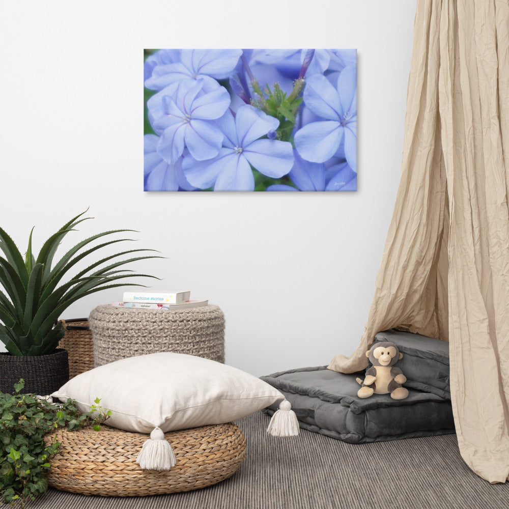 Blue Plumbago Canvas 24x36