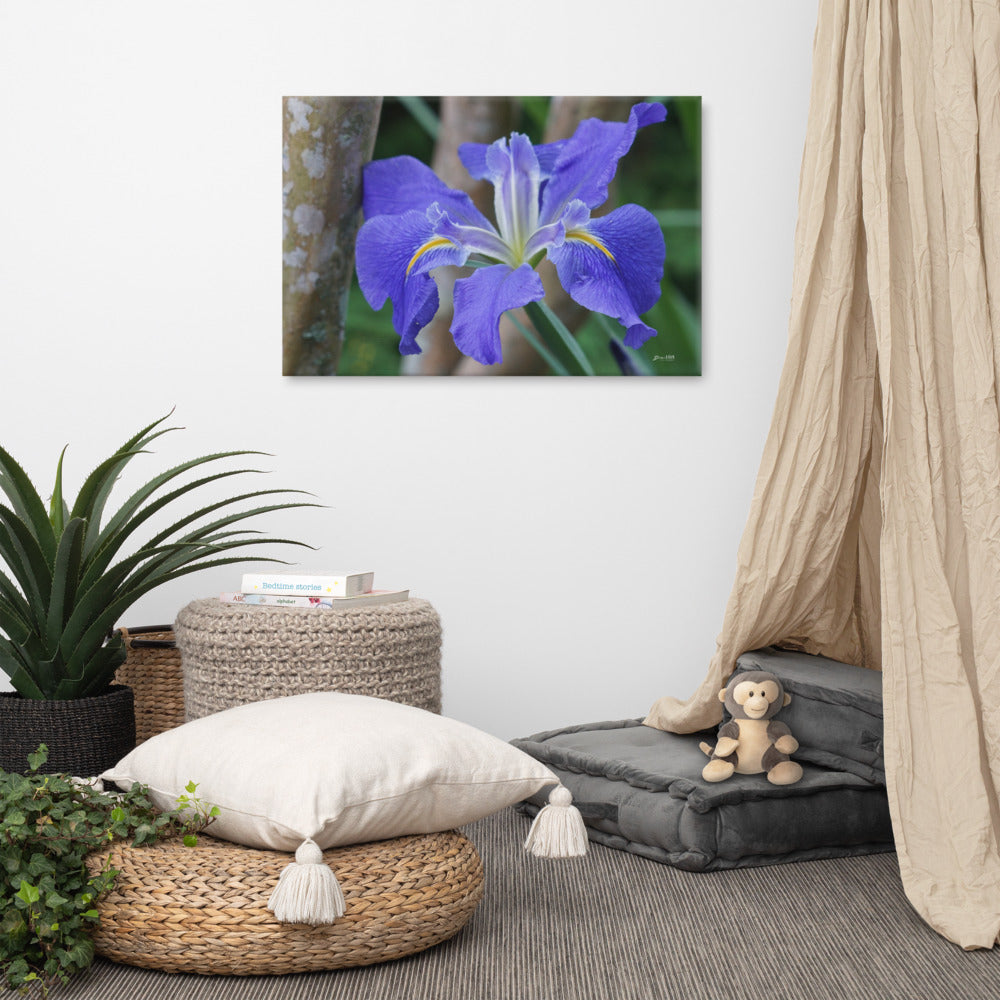 Purple Louisiana Iris Canvas 24x36