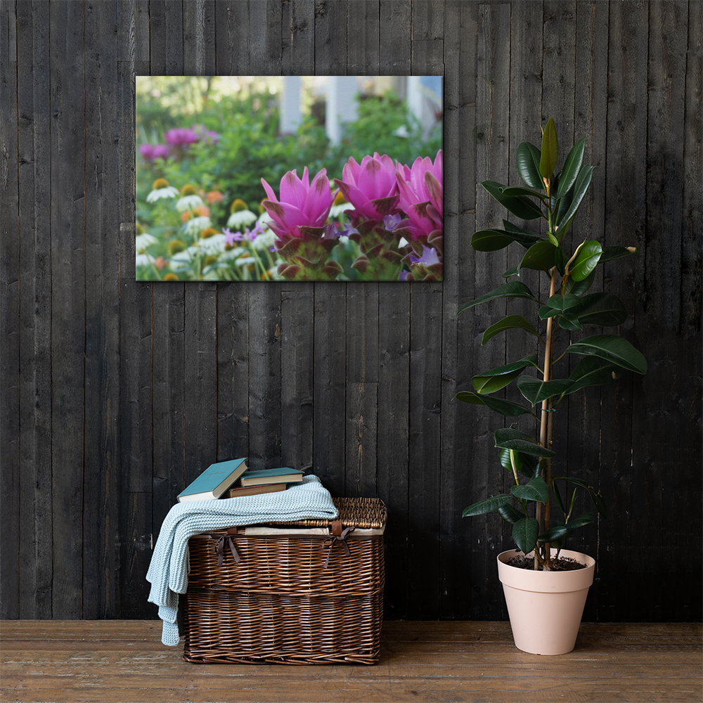 Siam Tulips Canvas 24x36