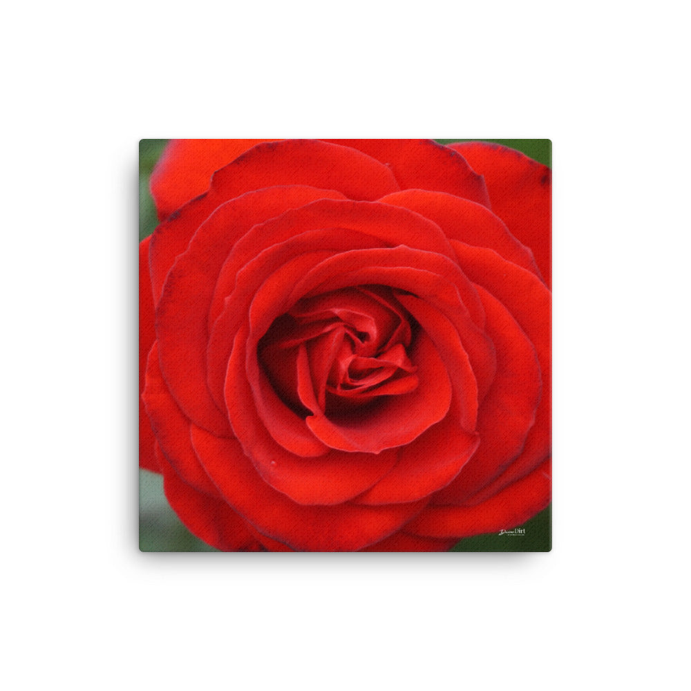 Red Rose