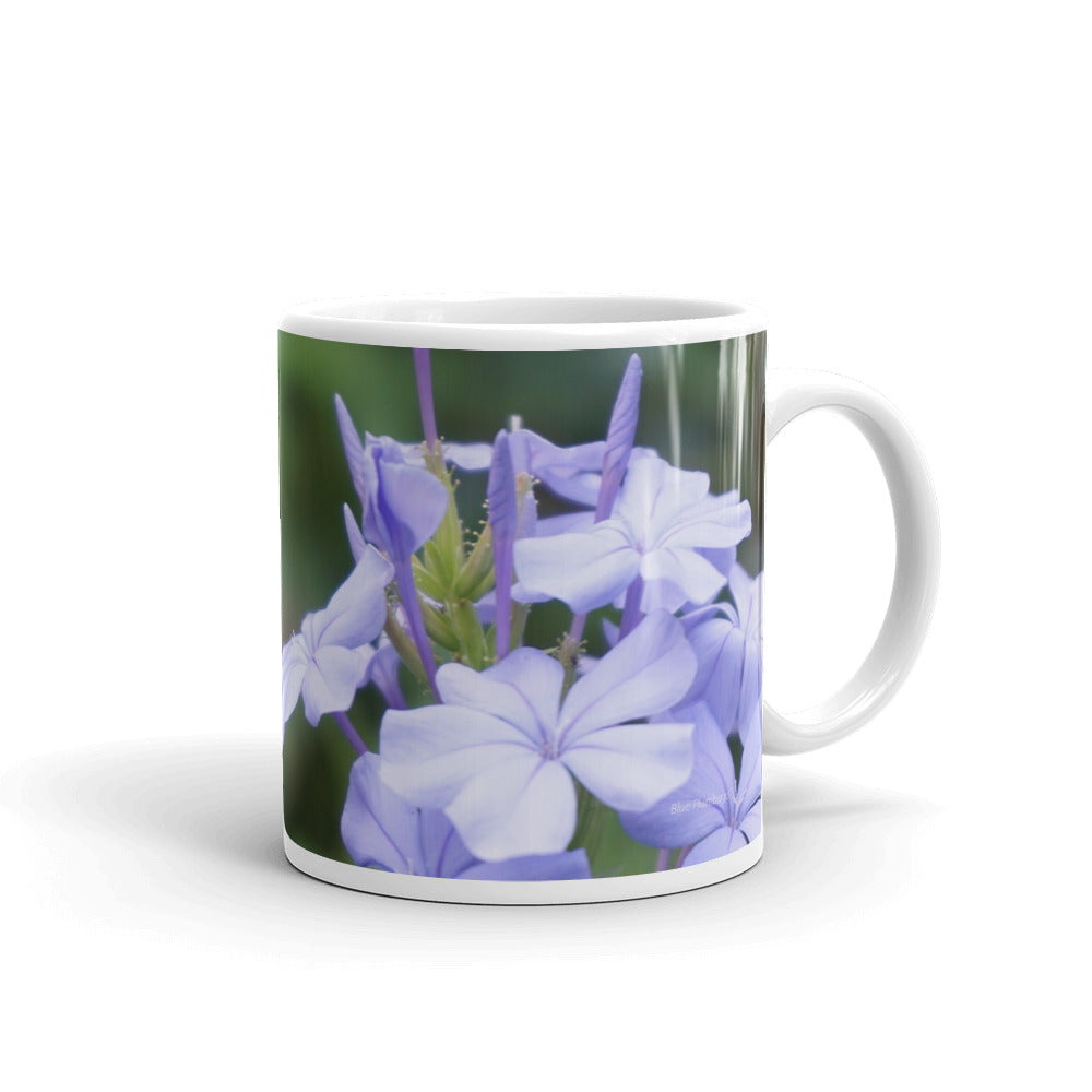 Blue Plumbago "Peaceful"