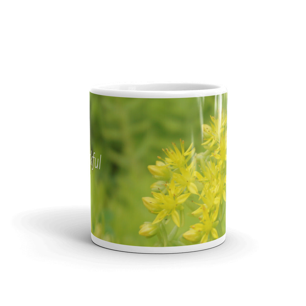 Lime Green Sedum. "Thankful"