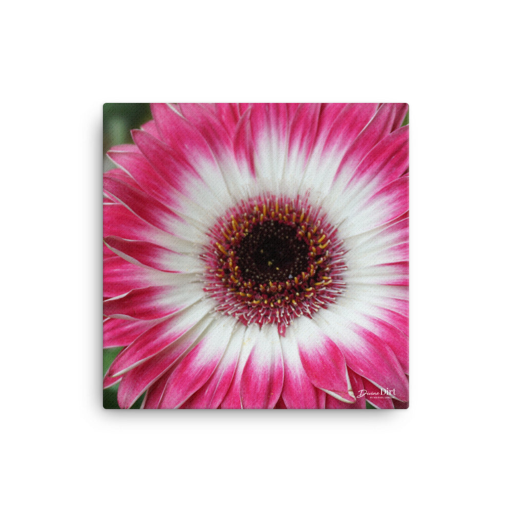 Gerbera Daisy Canvas 12x12