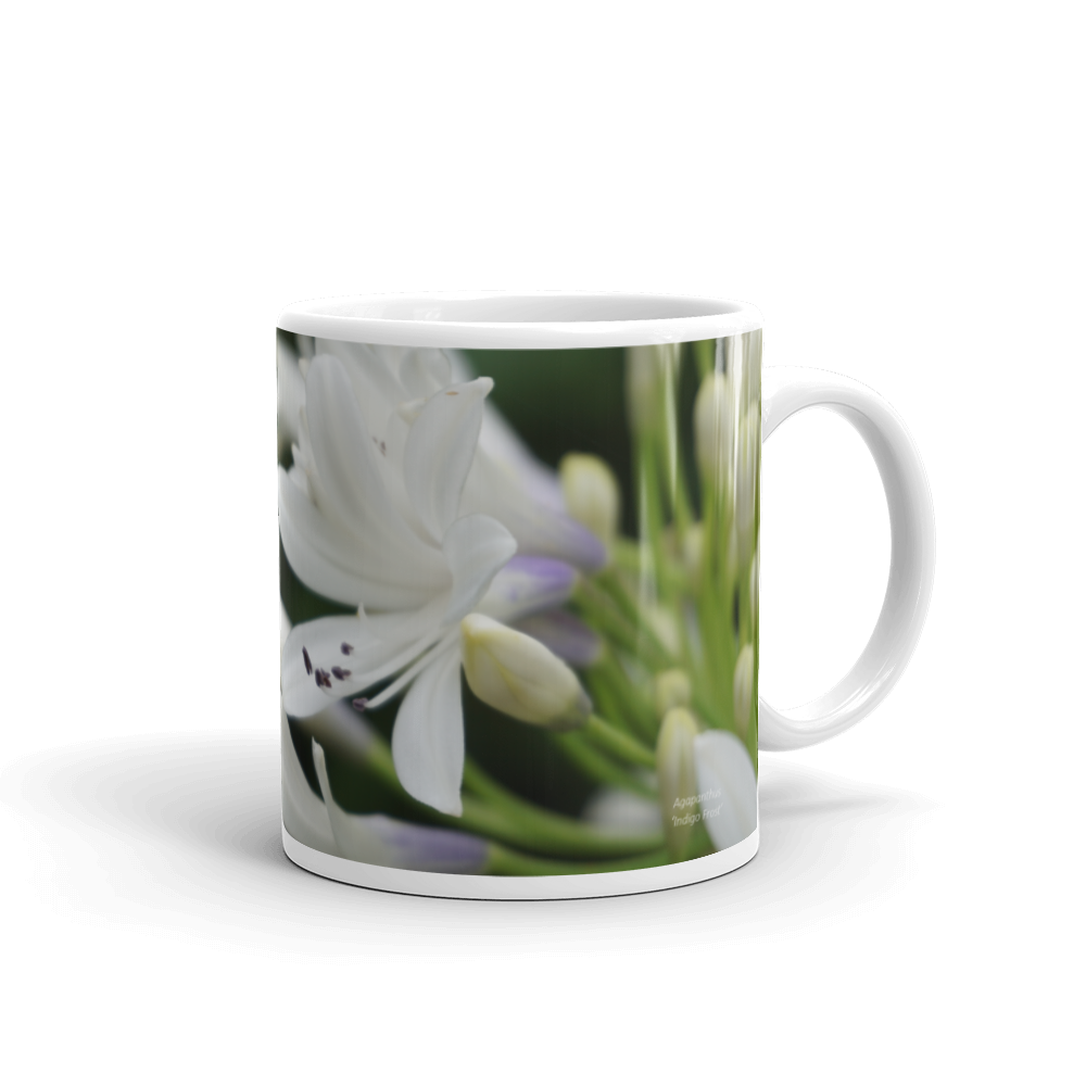 White Agapanthus 'Blessings'