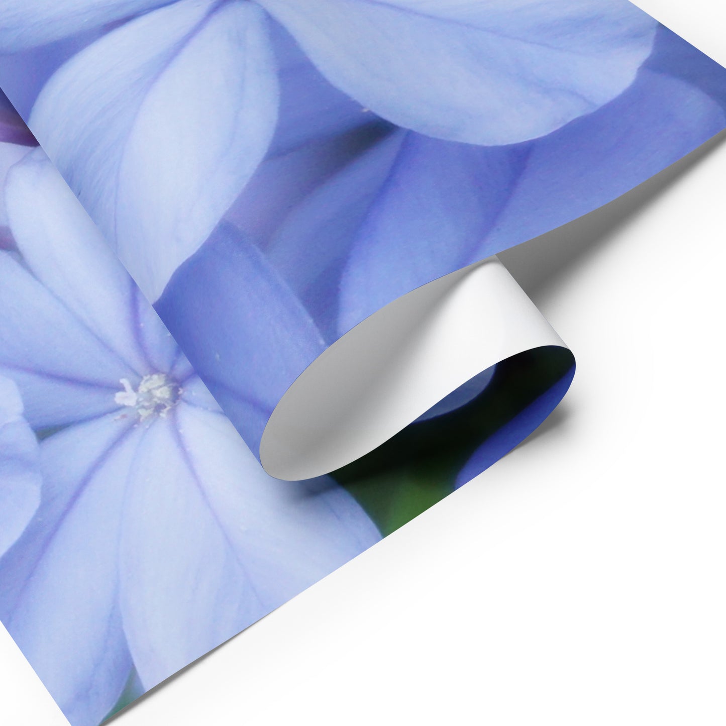 Blue Plumbago Wrapping paper sheets