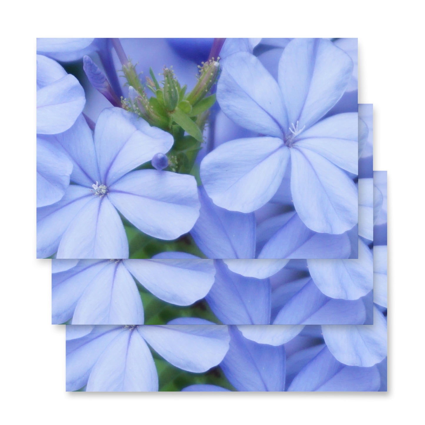 Blue Plumbago Wrapping paper sheets