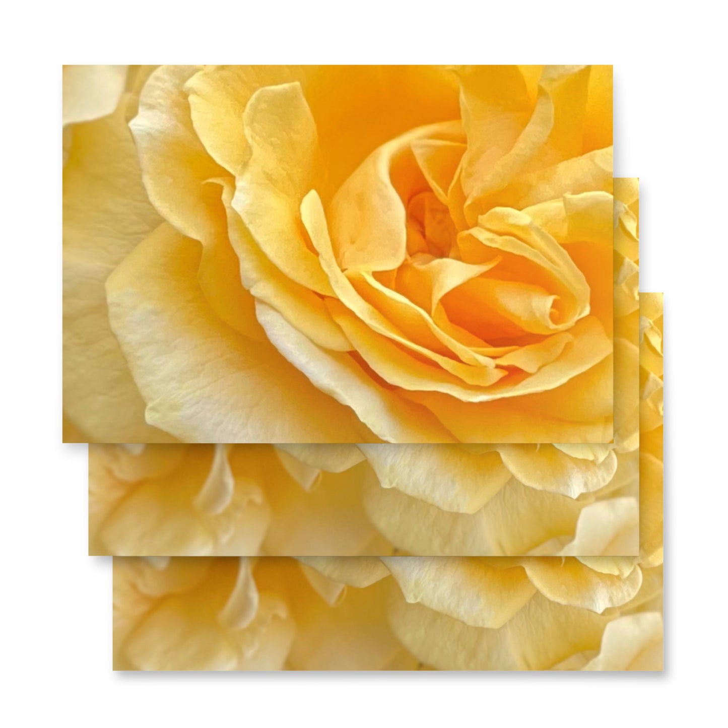 Yellow Roses Wrapping paper sheets