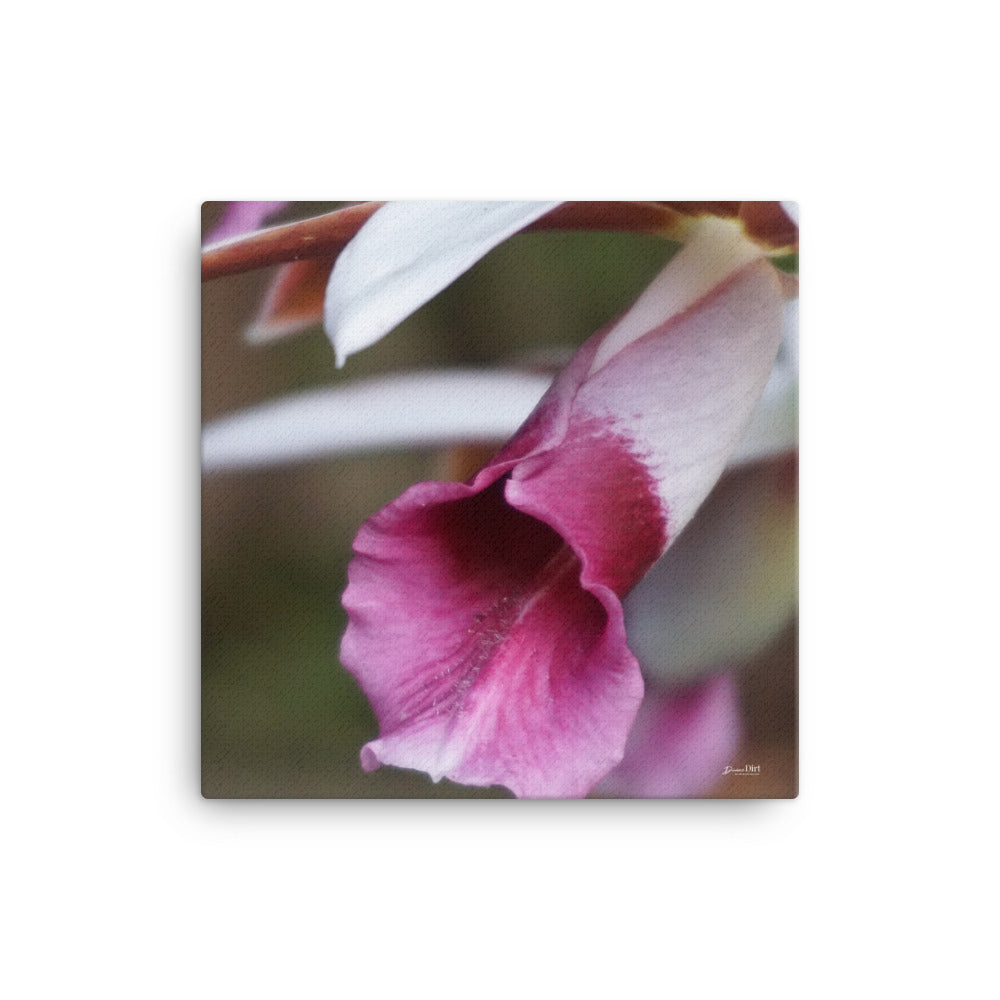 Nun's Orchid (Phaius tankervilleae)