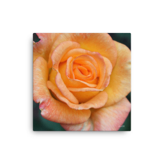 Rose 'Sunrose Orange Delight'